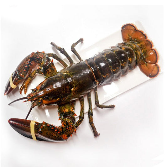 （Saturday Delivery）Lobster 1 piece 450g