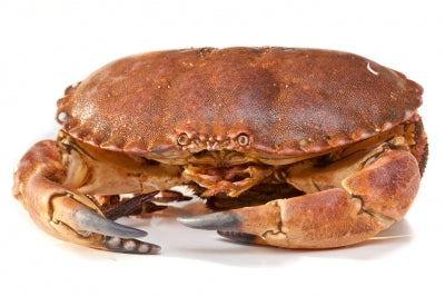 （Saturday Delivery）Hen Crab 800g