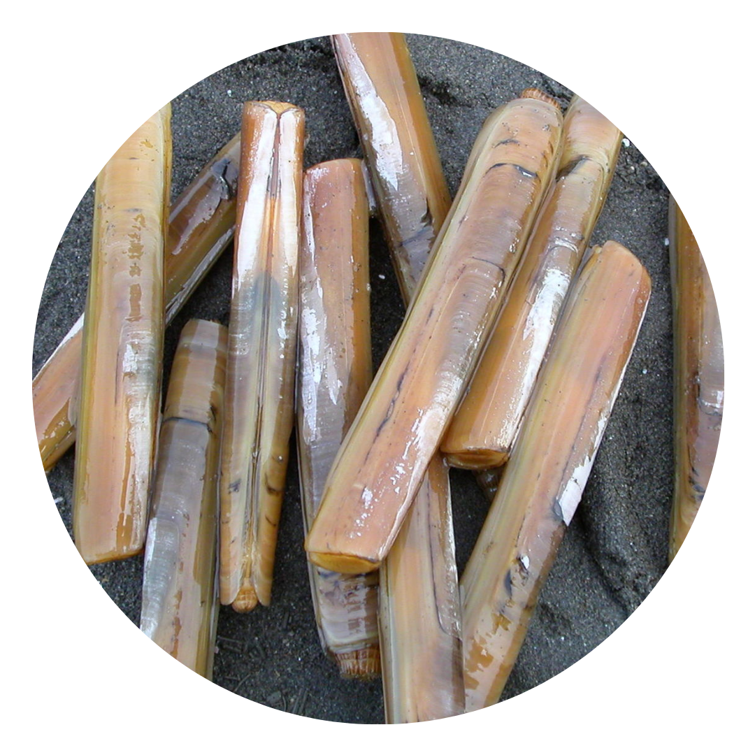 （Saturday Delivery）Razor Clam 1kg