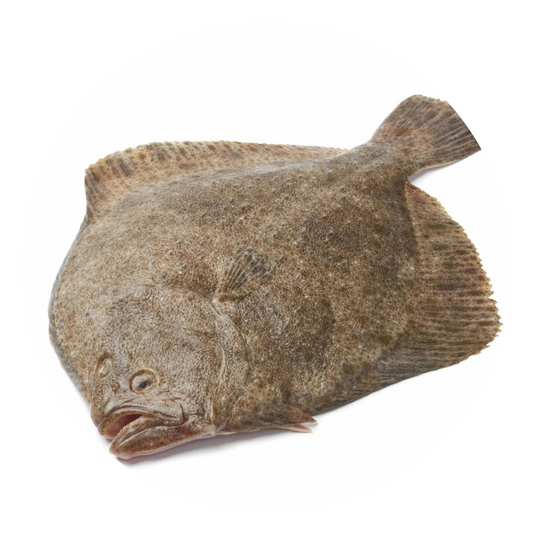 （Saturday Delivery）Turbot 1kg