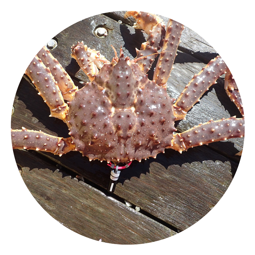 （Saturday Delivery）King crab 2.5kg