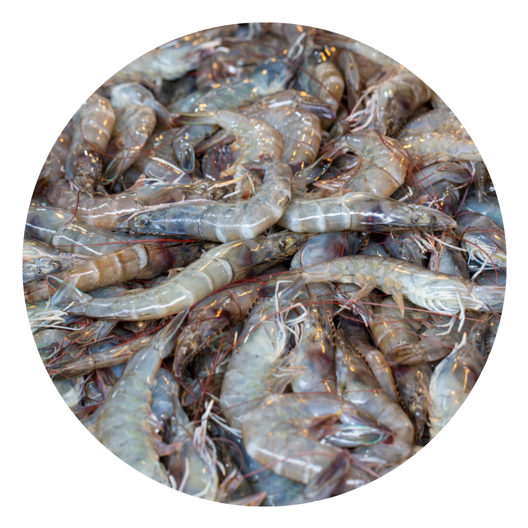 （Saturday Delivery）white prawn 1kg